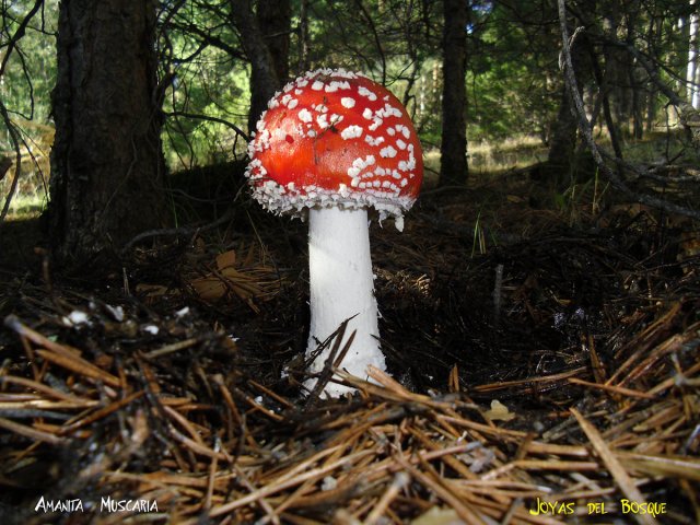 AMANITA MUSCARIA